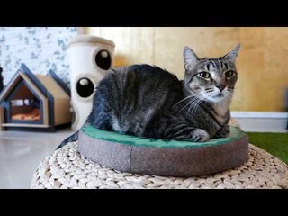 El Passatge Dels Gats - Cat Café Valencia - Our Favorite One