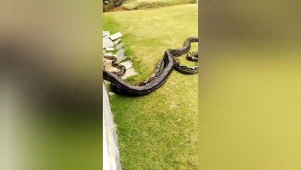 Dua ular sanca yang hidup bersama sejak bayi