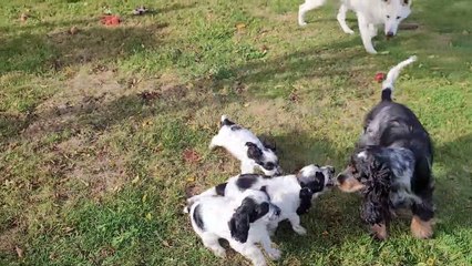 20230918_Sterenn et ses chiots