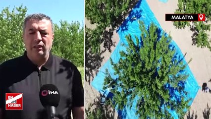 Depremin vurduğu Malatya’da kayısı ihracatı hedefleri arttı