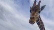 Entitled giraffe casually steals food off tourist's lap during her safari visit