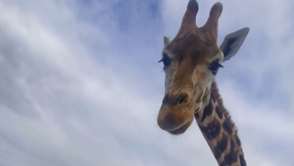 Entitled giraffe casually steals food off tourist's lap during her safari visit