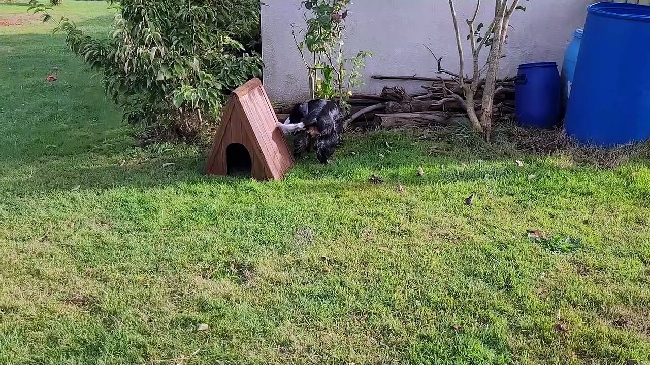 20230918_Sterenn et les chiots 2