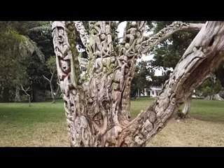 Amazing Tree Of Life Of Ghana - This Tree Tells A Story!