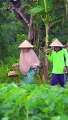 Picking Fern Leaves and Cooking Stir-fried Ferns | Grilled Jumbo Catfish, Tomato Sauce, and Lalapan