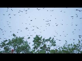 BATS EVERYWHERE!!! Kumasi During Sunset - Ghana - Africa
