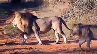 The Lioness was Surrounded by Wild Dogs, But she Miraculously Survived