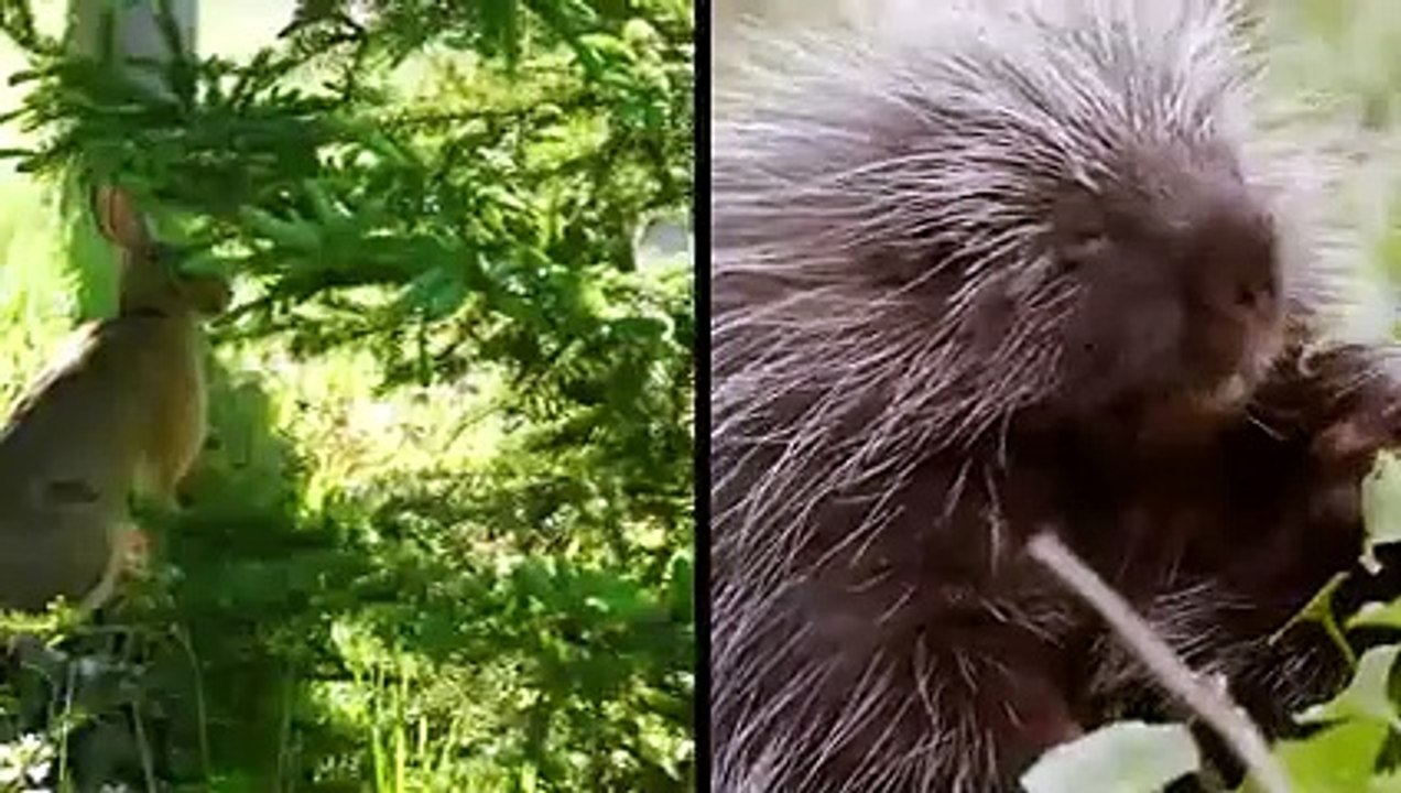 Le Ratel Sauve son Bébé du Léopard !! Vrai Combat Blaireau de miel vs ...