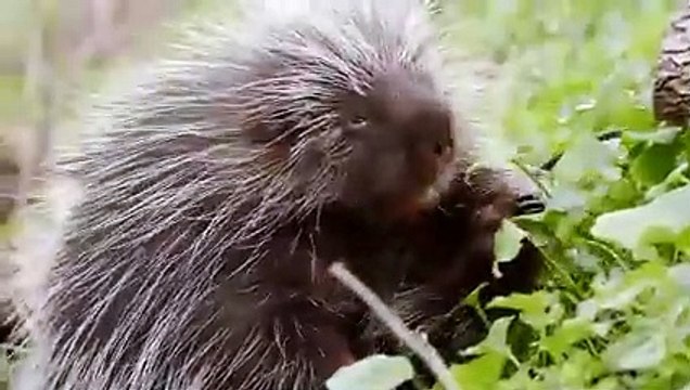 Le Léopard peut Chasser un Porc-épic Une Vraie Bataille entre Porc-épic et Léopard