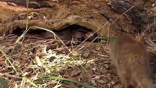 Mongoose Fight Cobra and Black Mamba Snake