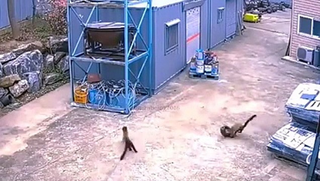 Weasel Rips a Mouse To Death ..!.. Look How He Caught it