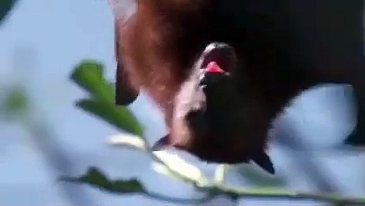 Bloodthirsty Vampire Bats Drain a Horse of Its Blood !!
