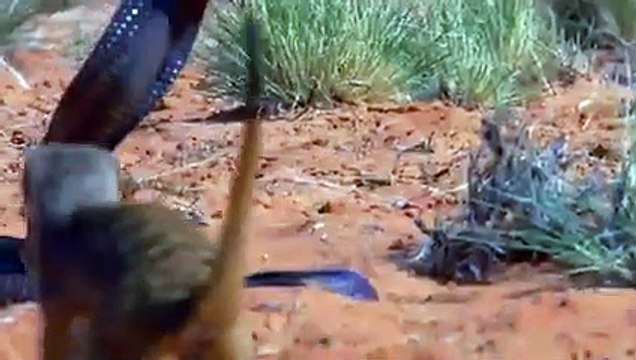 Even King Cobras Fear This Snake Killer !!