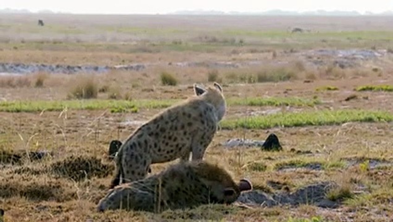 Zebra Flesh is The Hyenas' Preferred Meal