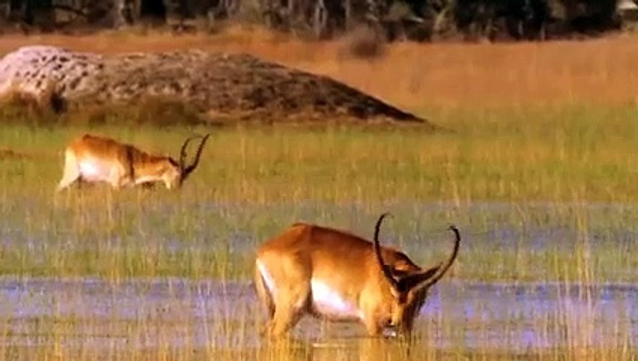 When Hyenas Steal Prey Out of The Crocodile's Jaw