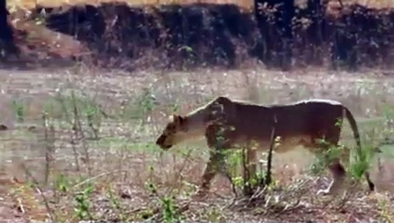 Lions Take a Portion of Each Warthog To Satiate The Pride's Hunger
