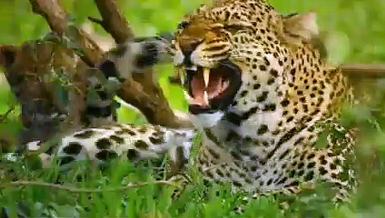 Hyenas Strike Again Mother Leopard's Tragic End