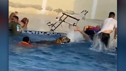 Kaplanın yüzerek geldiğini gördüler, kendilerini havuzun dışına attılar