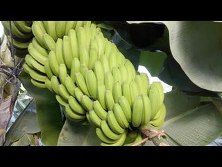 Casa del Plátano In Icod de los Vinos - Tenerife - Bananas EVERYWHERE!