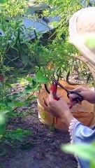 Mbedol Cassava in the Garden | Making Purple Sweet Potato Combro and Candil