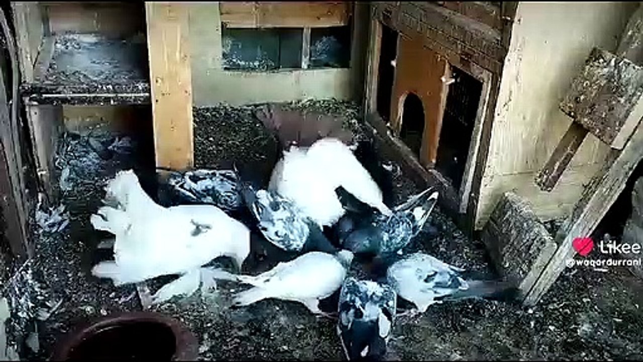 Feeding Pigeon