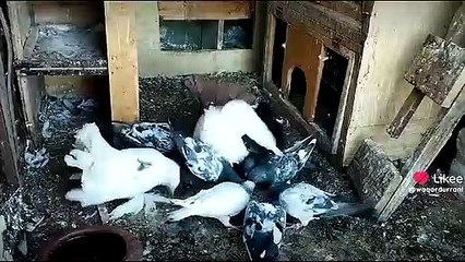 Feeding Pigeon