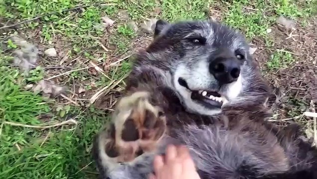 Ce gros loup se transforme en nounours quand on lui fait des gratouilles