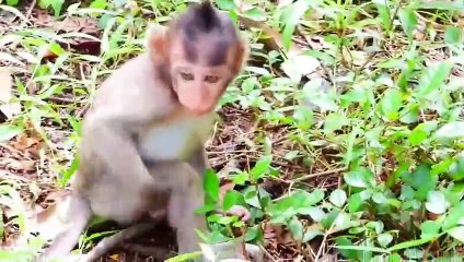 P20- Summary of the animation of the young Lizza monkey in the fight to survive with the herds