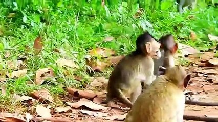P23- Summary of the animation of the young Lizza monkey in the fight to survive with the herds