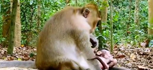 (Tổng hợp) Poor baby monkeys...Những chú khỉ con đáng thương... Part 2.9