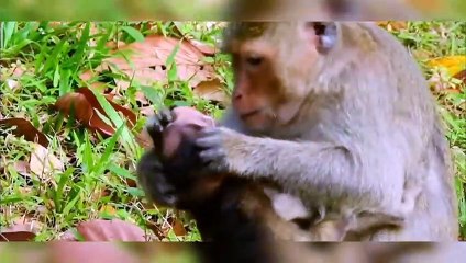 (Tổng hợp) Poor baby monkeys.. Những chú khỉ con đáng thương..Part 3.2