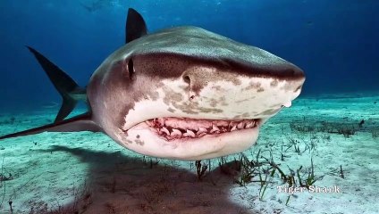 The Real Reason Why Sharks Attack People