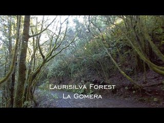 Come Hike With Us: Laurisilva Forest To El Cedro- La Gomera - Straight Out Of A Fairy Tale