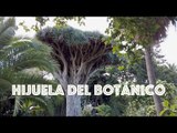 The Gardens Of La Oratava - Jardines del Marquesado de la Quinta Roja And The Botanic Garden
