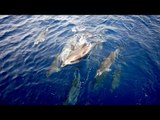 Tenerife Whale Tour With Third Element Charters - Los Gigantes Plus Dolphins - Travel Blog