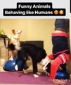 funny animals behaving like human