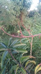 Talala gir ma keri mego salu