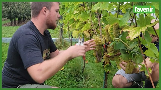Vendanges au vignoble expérimental d'Ath