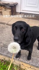Very funny dogs #life #explore #success #alpha #lol #fun #lmao #laugh #subscribe