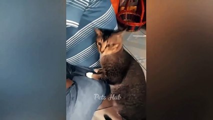 dog and cat funny video20