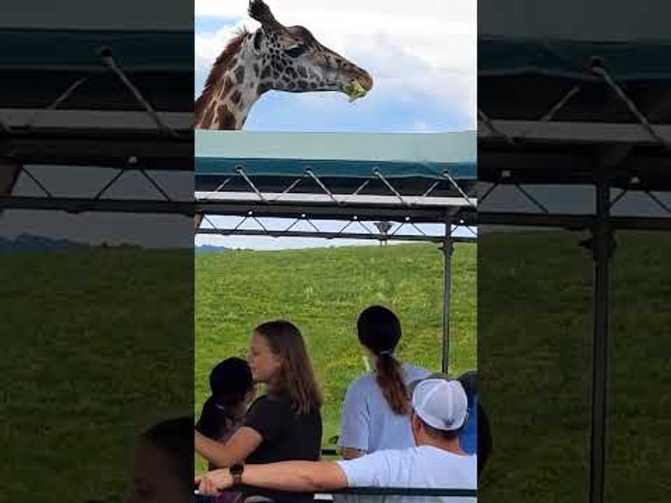 The Wilds Midwest USA Safari - Hand Feed Some Giraffes