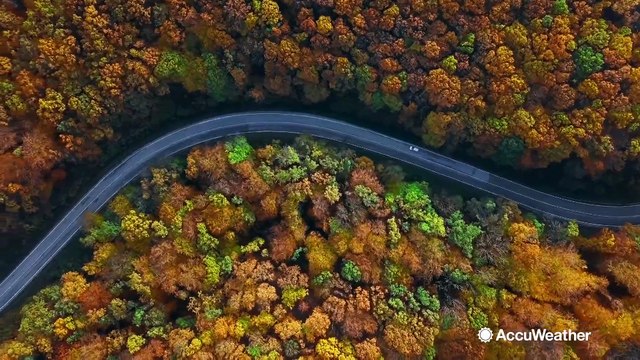 Why wet leaves can make roads dangerous