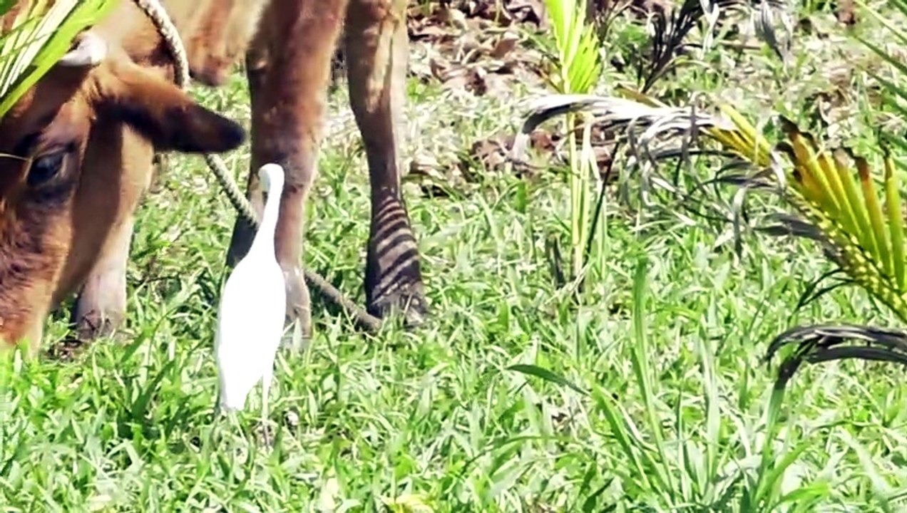 FARMER LOSES 3 CATTLE DUE TO HEAT STRESS