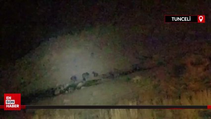 Tunceli'de kurt, bozayılarla birlikte yiyecek aradı