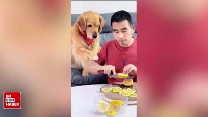 Kendisine limon yediren sahibini döven köpek