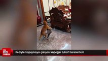 Kediyle kapışmaya çalışan köpeğin tuhaf hareketleri