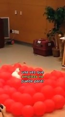 Perrito rompe récord Guinness por estallar globos