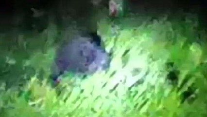 నంద్యాల జిల్లా: ఎలుగుబంటి హల్‌చల్... ఆందోళనలో ప్రజలు