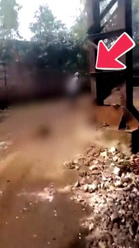 Video: इंसानियत हुई शर्मशार, बंदर के गले में 3 लोगों ने रस्सी बांधकर घसीटा