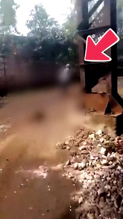 Video: इंसानियत हुई शर्मशार, बंदर के गले में 3 लोगों ने रस्सी बांधकर घसीटा